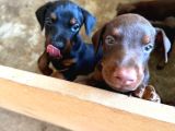 Gözü Pek Doberman Yavruları Sizi Bekliyor