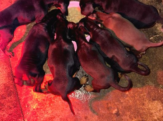 Gözü Pek Doberman Yavruları Sizi Bekliyor görsel
