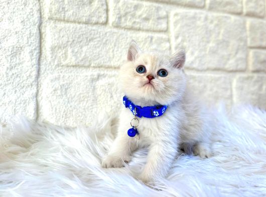 British Shorthair Top Kafa Point Erkek görsel