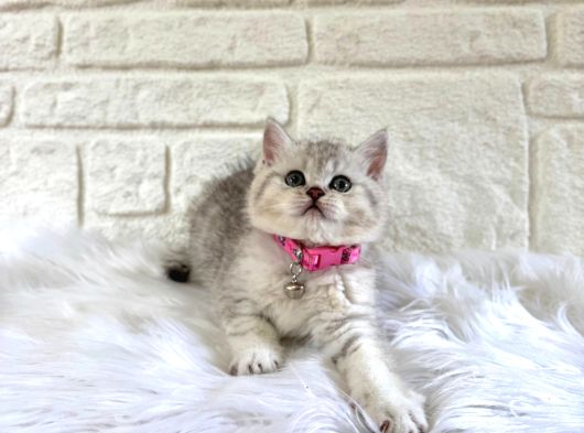 British Shorthair Silver 2 Aylık Dişi