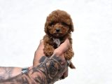 Sevimli Maltipoo Yavruları