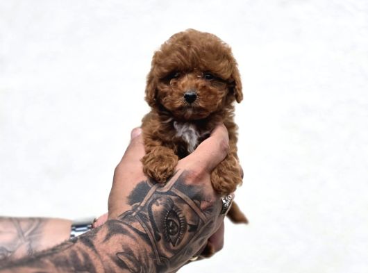 Sevimli Maltipoo Yavruları görsel