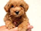 sevimli Maltipoo yavruları