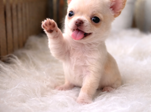 Xxs Apple Face Mi̇ni̇ Wc Eği̇ti̇mli̇