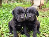 Cane Corso Yavrularımız