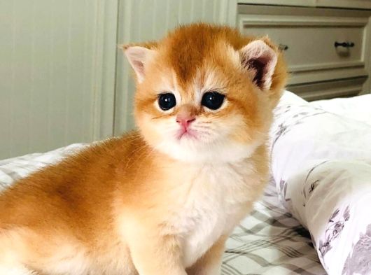 A Kali̇te Bri̇thi̇ş Şhorthai̇r Golden Yavrular görsel