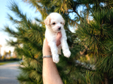 A Kalite Maltipoo Yavrular