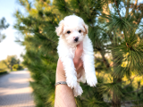 A Kalite Maltipoo Yavrular