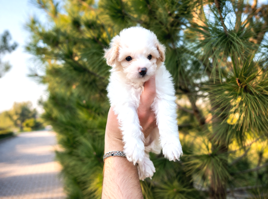 A Kalite Maltipoo Yavrular görsel