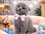 Mükemmel A Kalite Scottish Fold Yavrularımız