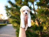 A Kalite Maltipoo Yavrular