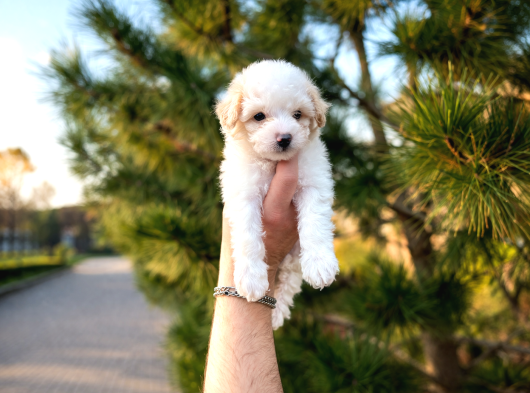 A Kalite Maltipoo Yavrular görsel