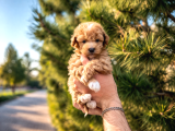 A Kalite Maltipoo Yavrular