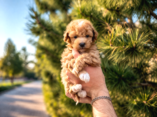 A Kalite Maltipoo Yavrular görsel