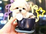 Irk Ve Sağlık Garantili Maltipoo Yavrular
