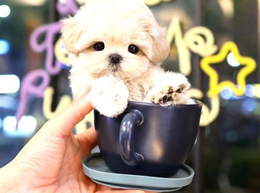 Irk Ve Sağlık Garantili Maltipoo Yavrular görsel