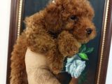 Safkan Red Brown Toy Kore Dişi Poodle Yavrular - Üst Kalite