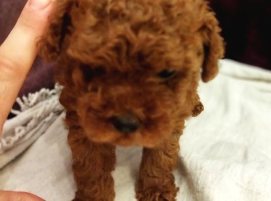 Safkan Red Brown Toy Kore Dişi Poodle Yavrular - Üst Kalite görsel