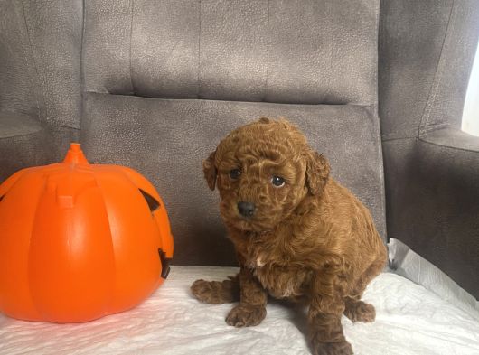 Mi̇ni̇ Boy Toy Poodle Kizimiz görsel