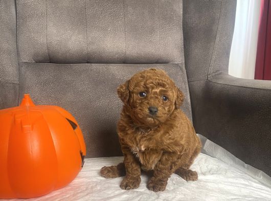 Mi̇ni̇ Boy Toy Poodle Kizimiz görsel