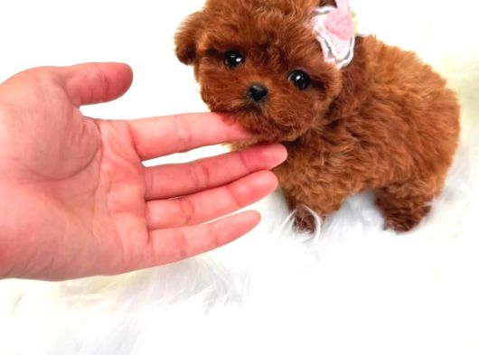 Kore Kanı  Toy Poodle Yavrularimiz görsel