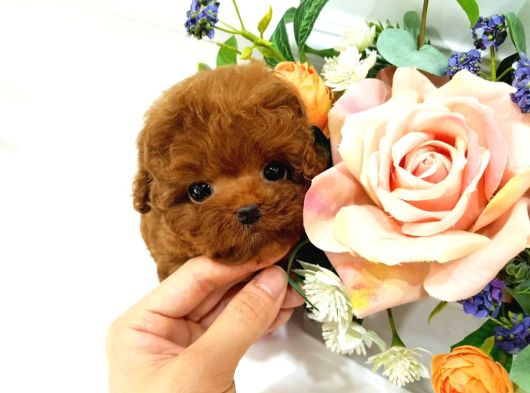 Çocuklarin Hharika  Toy Poodle Bebeklerim