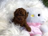 YENİ EVİNE GİTMEYİ BEKLEYEN TOY POODLE BEBEKLER