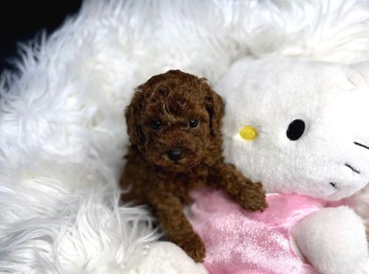 Yeni̇ Evi̇ne Gi̇tmeyi̇ Bekleyen Toy Poodle Bebekler görsel