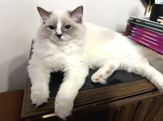 8 Aylık Ragdoll Yavrumuz Sahiplendirilecektir görsel