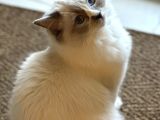8 Aylık Ragdoll Yavrumuz Sahiplendirilecektir