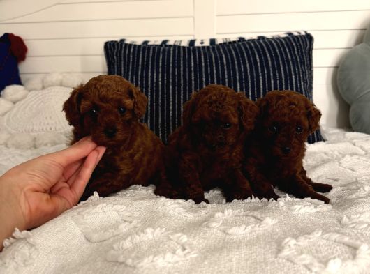 Sağlıklı Oyuncu Toypoodle Bebişler görsel