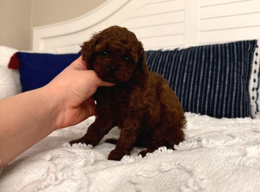 Sağlıklı Oyuncu Toypoodle Bebişler görsel