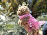 Uygun Toy Poodle Ayarinda Erkek Malti̇po