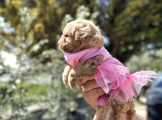 Uygun Toy Poodle Ayarinda Erkek Malti̇po görsel