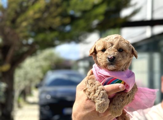 Uygun Toy Poodle Ayarinda Erkek Malti̇po