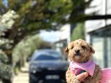 Uygun Toy Poodle Ayarinda Erkek Malti̇po
