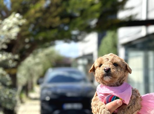 Uygun Toy Poodle Ayarinda Erkek Malti̇po görsel