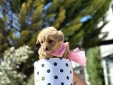 Uygun Toy Poodle Ayarinda Erkek Malti̇po