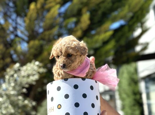 Uygun Toy Poodle Ayarinda Erkek Malti̇po görsel