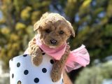 Uygun Toy Poodle Ayarinda Erkek Malti̇po