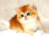 Mavi Gözleriyle Fark Yaratan Golden British Shorthair