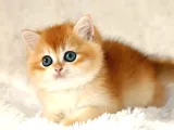 Mavi Gözleriyle Fark Yaratan Golden British Shorthair