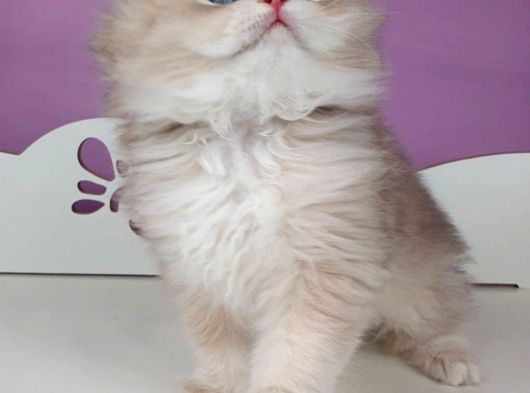 Yumuşacık Ay Golden British Longhair görsel