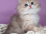 Yumuşacık Ay Golden British Longhair
