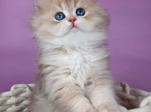 Yumuşacık Ay Golden British Longhair