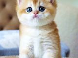 Mavi Gözlü Premium Golden British Shorthair