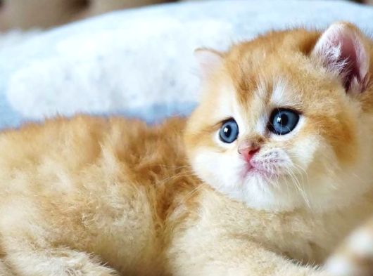 Mavi Gözlü Premium Golden British Shorthair görsel