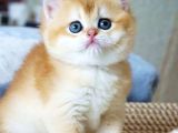 Mavi Gözlü Premium Golden British Shorthair