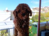 Toy poodle yavrularımız