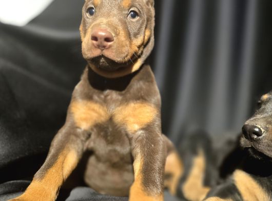 Üst Kalite Kızıl Doberman Bebekler görsel